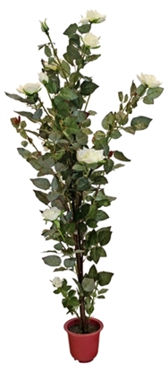 Picture of Rose Tree (Cream/Red) 